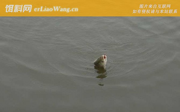 钓青鱼:提竿