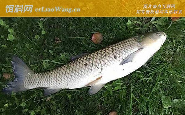 钓草鱼:提竿时机