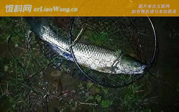 草鱼:时间
