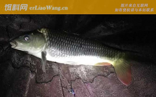 夜钓鲤鱼:摄食习性