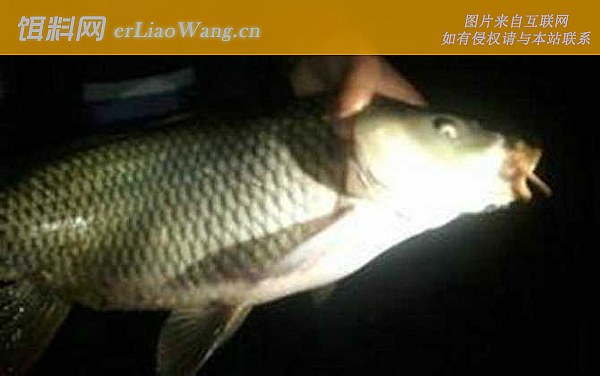 夜钓鲤鱼:自制饵料