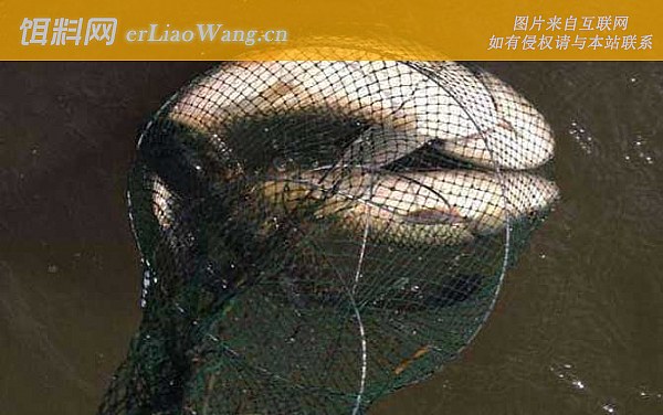 夜钓鲤鱼:经典配方