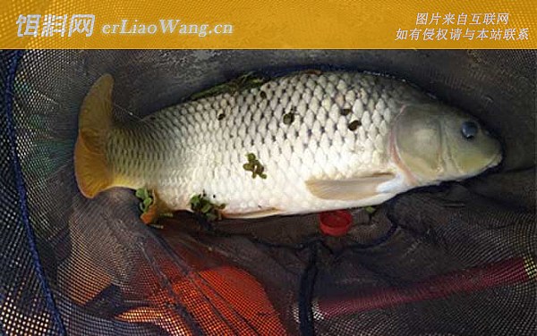 钓鲤鱼:对比论述