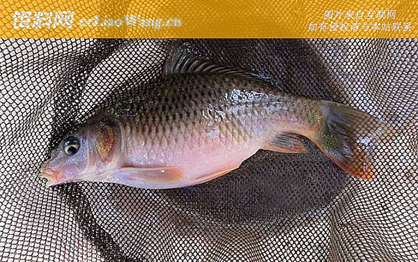 钓鲤鱼:适用场景