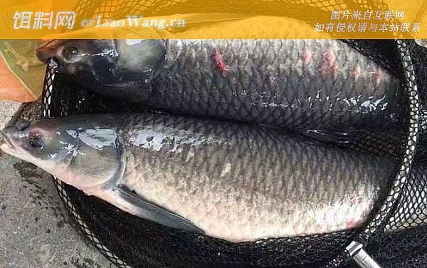 钓青鱼:线组搭配