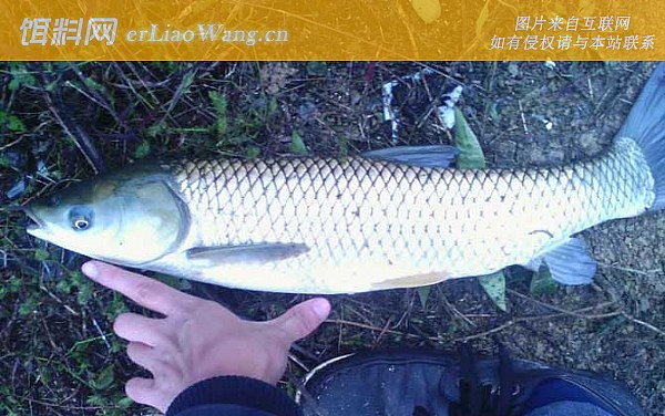 野钓草鱼:自然饵料