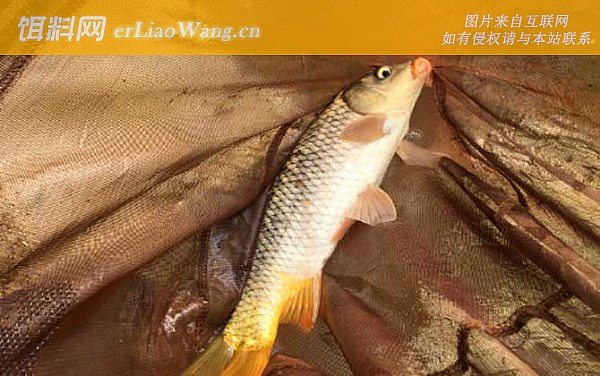 钓鲤鱼:天气条件