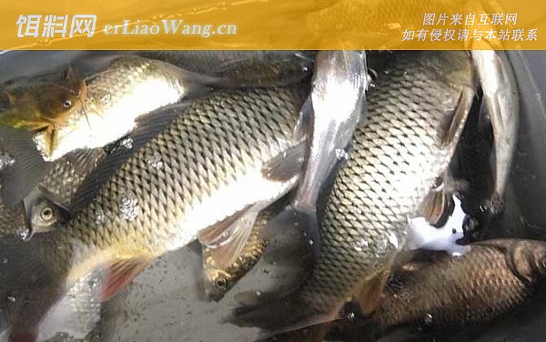 钓鲤鱼:钓具搭配