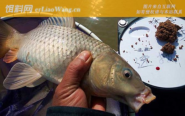钓鲤鱼:摄食习性