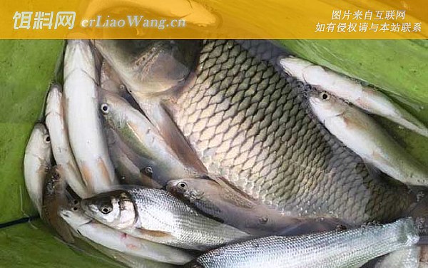 钓鲤鱼:窝料选用