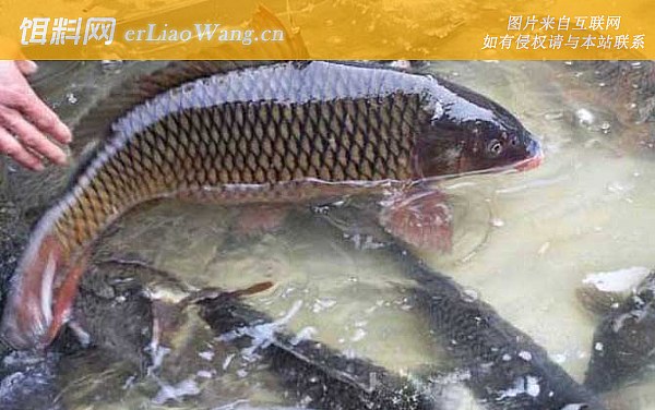 野钓鲤鱼:窝料