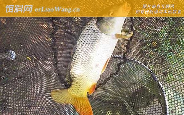野钓鲤鱼:提竿