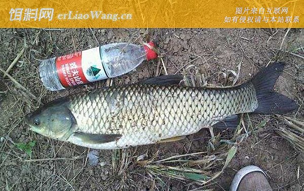 钓草鱼:饵料