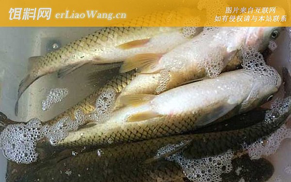 钓草鱼:钓法