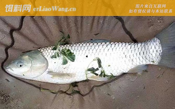 钓草鱼:灵顿论述