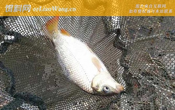 钓鲤鱼:调漂