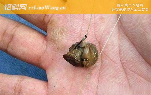 挂螺蛳:挂钩方法