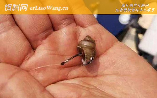挂螺蛳:提竿时机