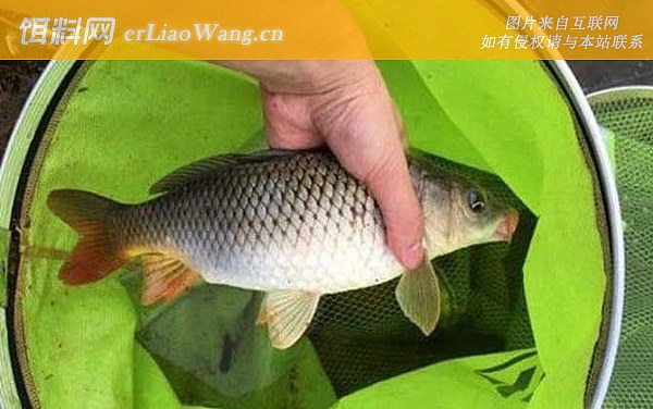 鲤鱼:摄食习性