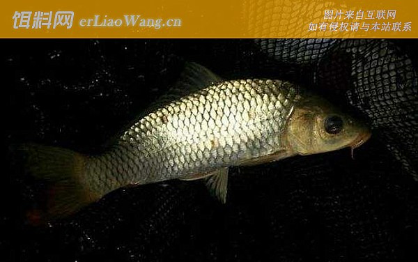 鲤鱼:食物种类