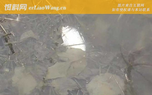 冬季钓鱼:打窝时间