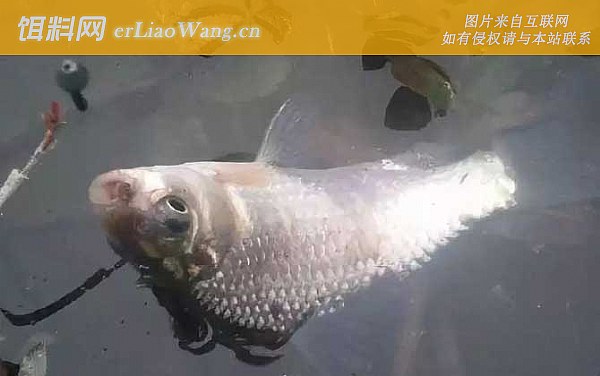 冬季钓鱼:窝料选用