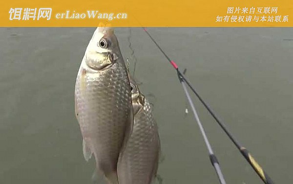 冬季钓鱼:打窝方法