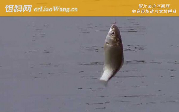 冬季钓鱼:打窝技巧