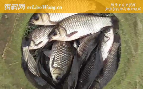 春季钓鱼:饵料配方