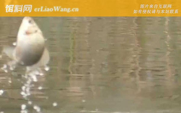 钓鱼:钓点选择