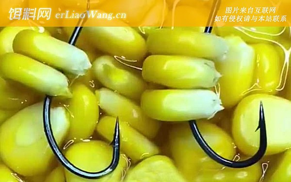 玉米钓鱼:钓法