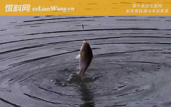 冬季钓鱼:窝料选用