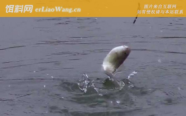 冬季钓鱼:打窝技巧