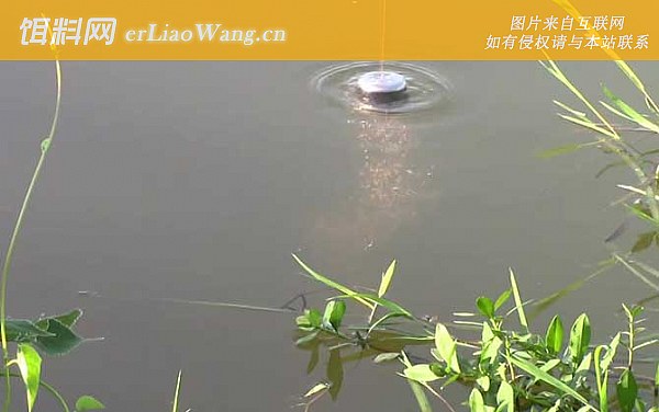 水库钓鱼:水草区