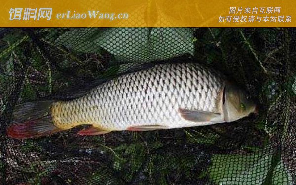 夏季钓鱼:窝料