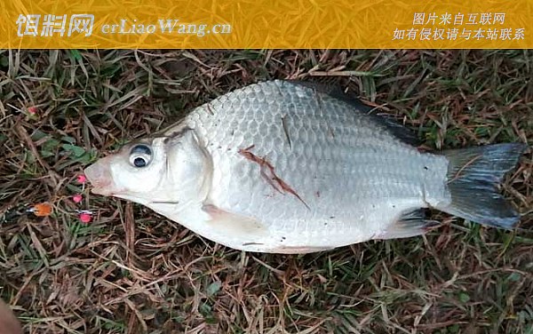 夏季钓鱼:饵料