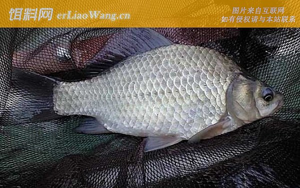 夏季钓鱼:调漂
