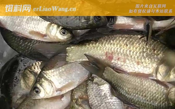 钓鱼:钓点