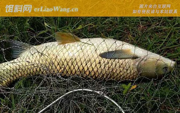 钓鱼:窝料