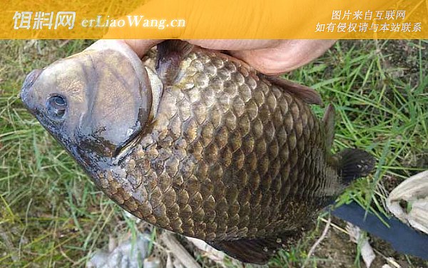 钓鱼:饵料