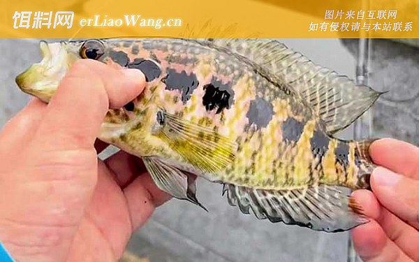 淡水石斑鱼:摄食习性