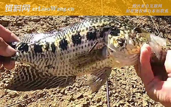 淡水石斑鱼:底浮论述