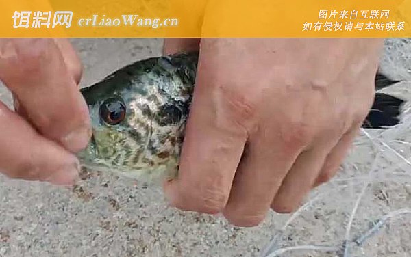 淡水石斑鱼:常用钓法