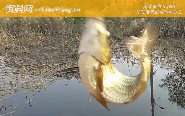 水库钓鱼:葫芦口