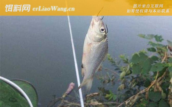 水库钓鱼:果树下