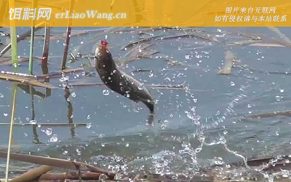 冬季钓鱼:天气因素