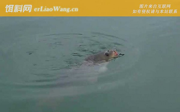 水库钓鱼:最佳深度
