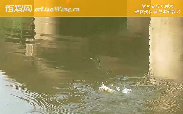 水库钓鱼:钓点选择