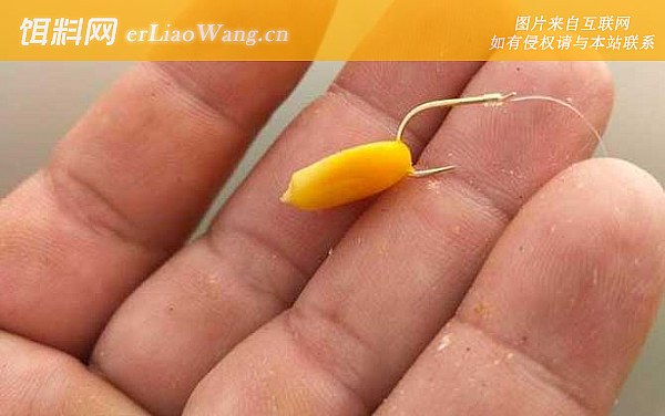 玉米钓鱼:打窝