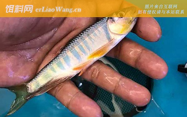 宽鳍鱲:时间